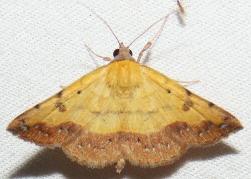 Variable Tropic Moth photo 4