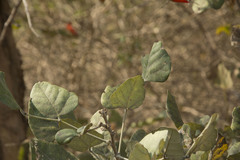Erythrina suberosa