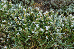 Convolvulus lineatus