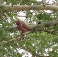 Lagonosticta rubricata