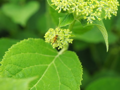 Chrysopilus asiliformis