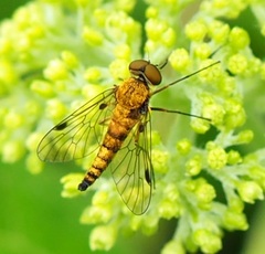 Chrysopilus asiliformis