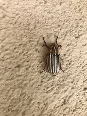 Polyphylla decemlineata