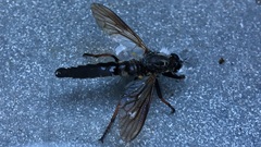 Pamponerus germanicus