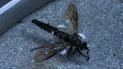 Pamponerus germanicus