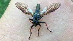 Pamponerus germanicus