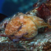 Octopus hummelincki - Photo (c) terence zahner, osa oikeuksista pidätetään (CC BY-NC), lähettänyt terence zahner