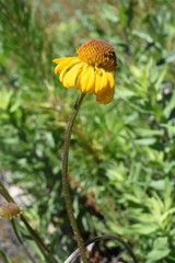 Helenium bigelovii