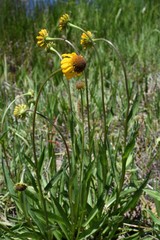 Helenium bigelovii