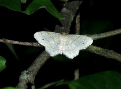 Trigrammia quadrinotaria