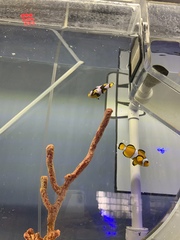 Amphiprion ocellaris