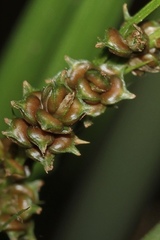 Carex decomposita