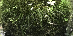 Carex decomposita