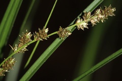 Carex decomposita