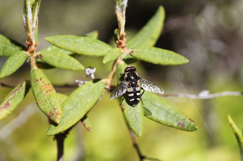 Yellow-spotted Pond Fly