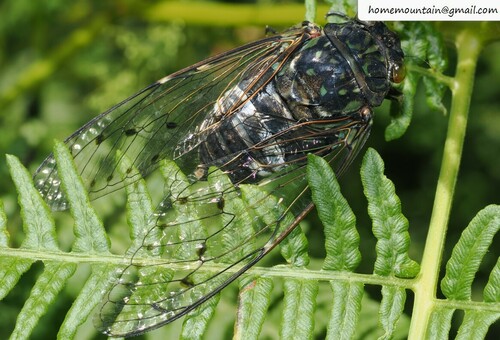 Robust Cicada