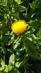 Centaurea macrocephala
