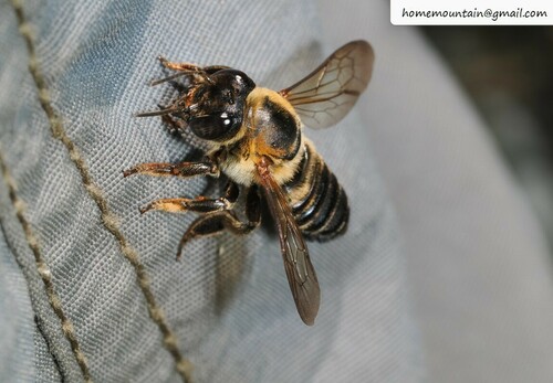 Megachile humilis