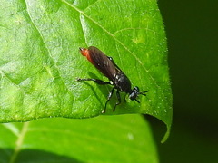 Lampria bicolor