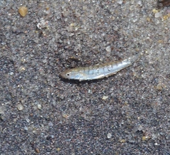 Fundulus majalis