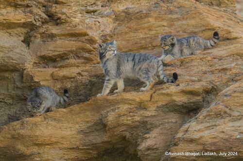Pallas' Cat
