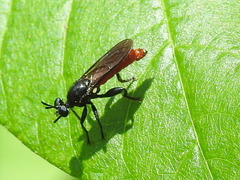 Lampria bicolor