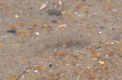 Fundulus majalis