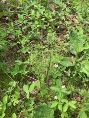 Equisetum sylvaticum