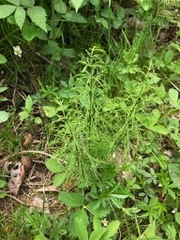 Equisetum sylvaticum