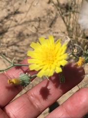 Malacothrix sonchoides