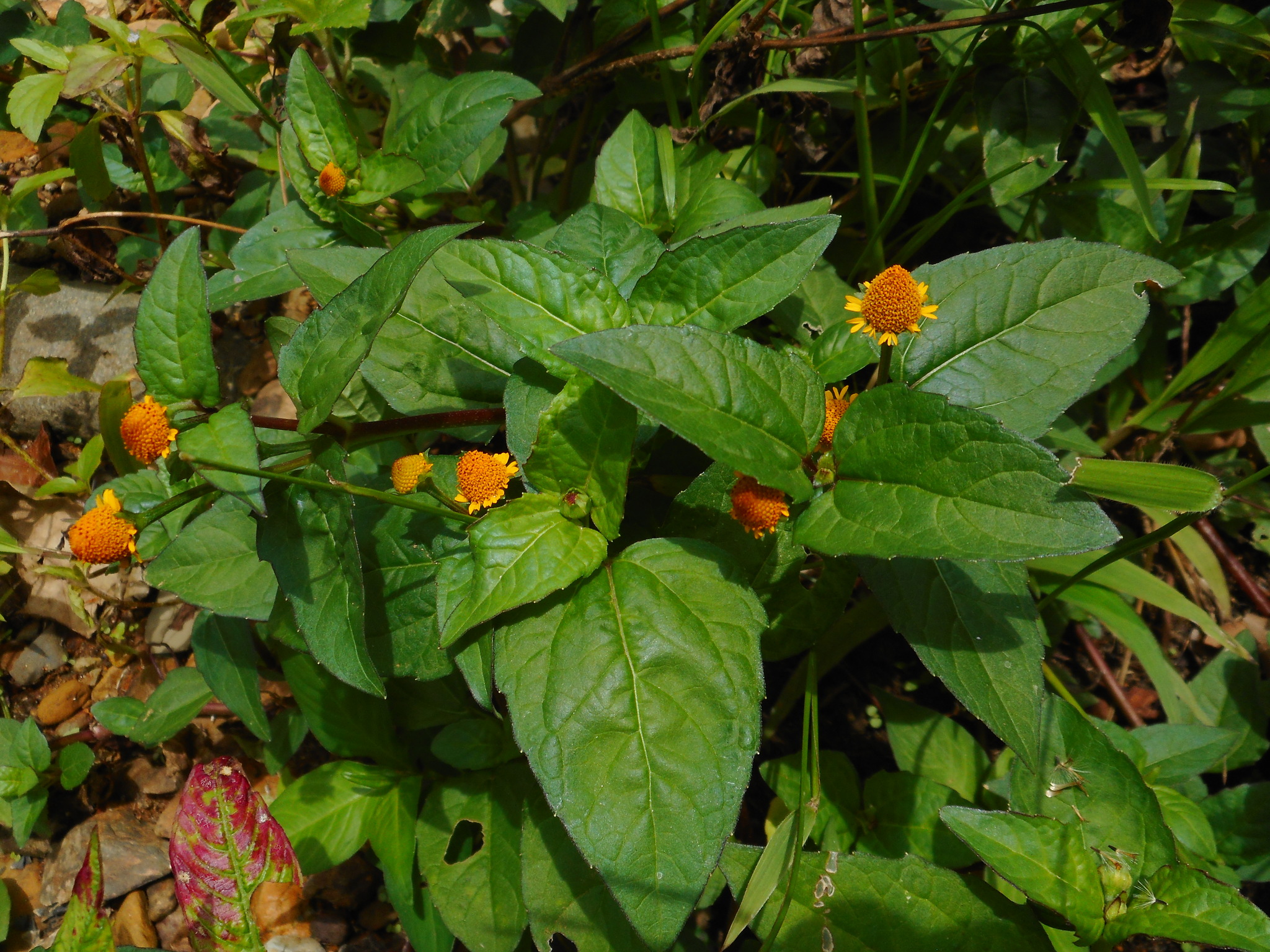 Acmella uliginosa (Acmella uliginosa)