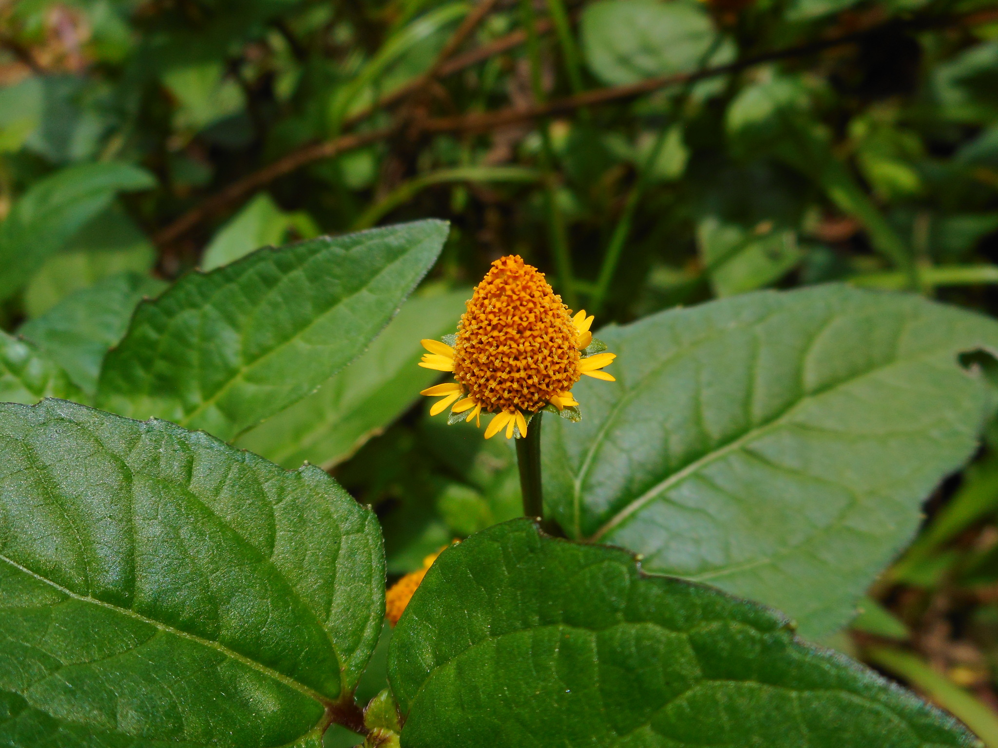 Acmella uliginosa — ảnh 2