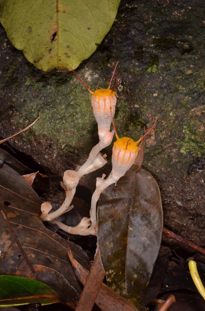 Thismia javanica (Thismia javanica)