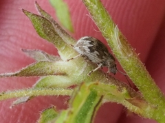 Peritelinus oregonus