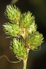 Carex alata