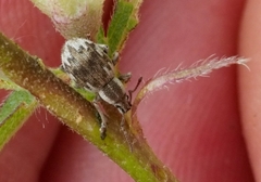Peritelinus oregonus