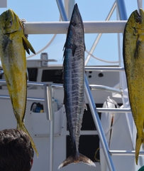 Acanthocybium solandri