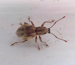 Calomycterus setarius