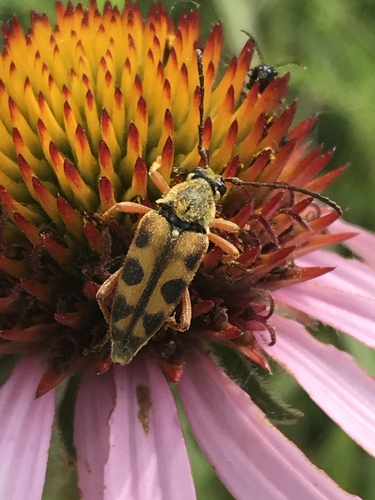 Eight-spotted Flower Longhorn Beetle