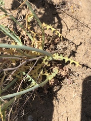 Malacothrix sonchoides