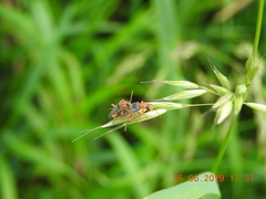 Cantharis lateralis