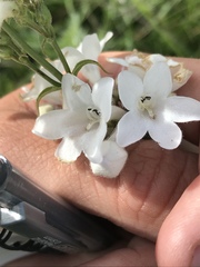 Penstemon tubaeflorus