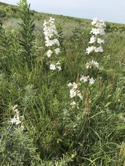 Penstemon tubaeflorus