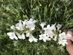 Penstemon tubaeflorus
