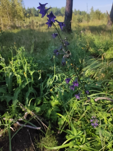 Delphinium crassifolium, photograph 1