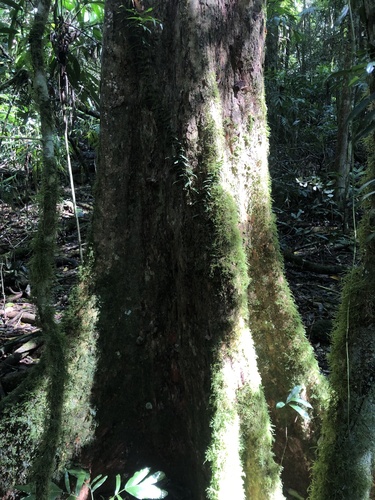 Image of Rhodamnia argentea by (c) Samuel Frankel, some rights reserved (CC BY)