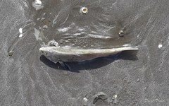 Menticirrhus