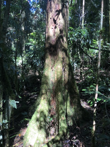 Image of Rhodamnia argentea by (c) Samuel Frankel, some rights reserved (CC BY)