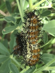 Hemileuca nevadensis