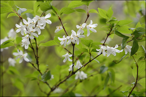 Korean deutzia (Deutzia uniflora)